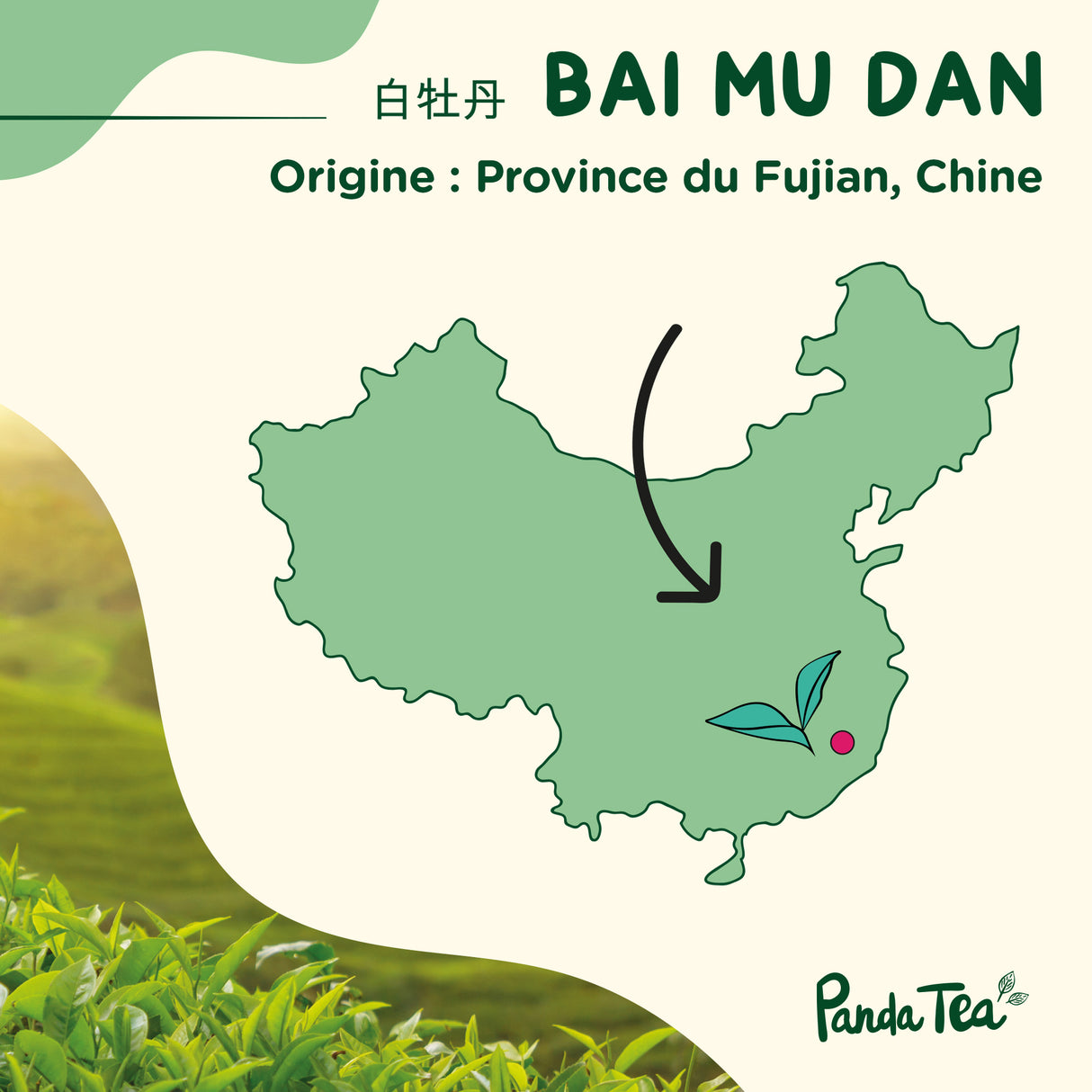 Pai Mu Tan (Bai Mu Dan) Bio