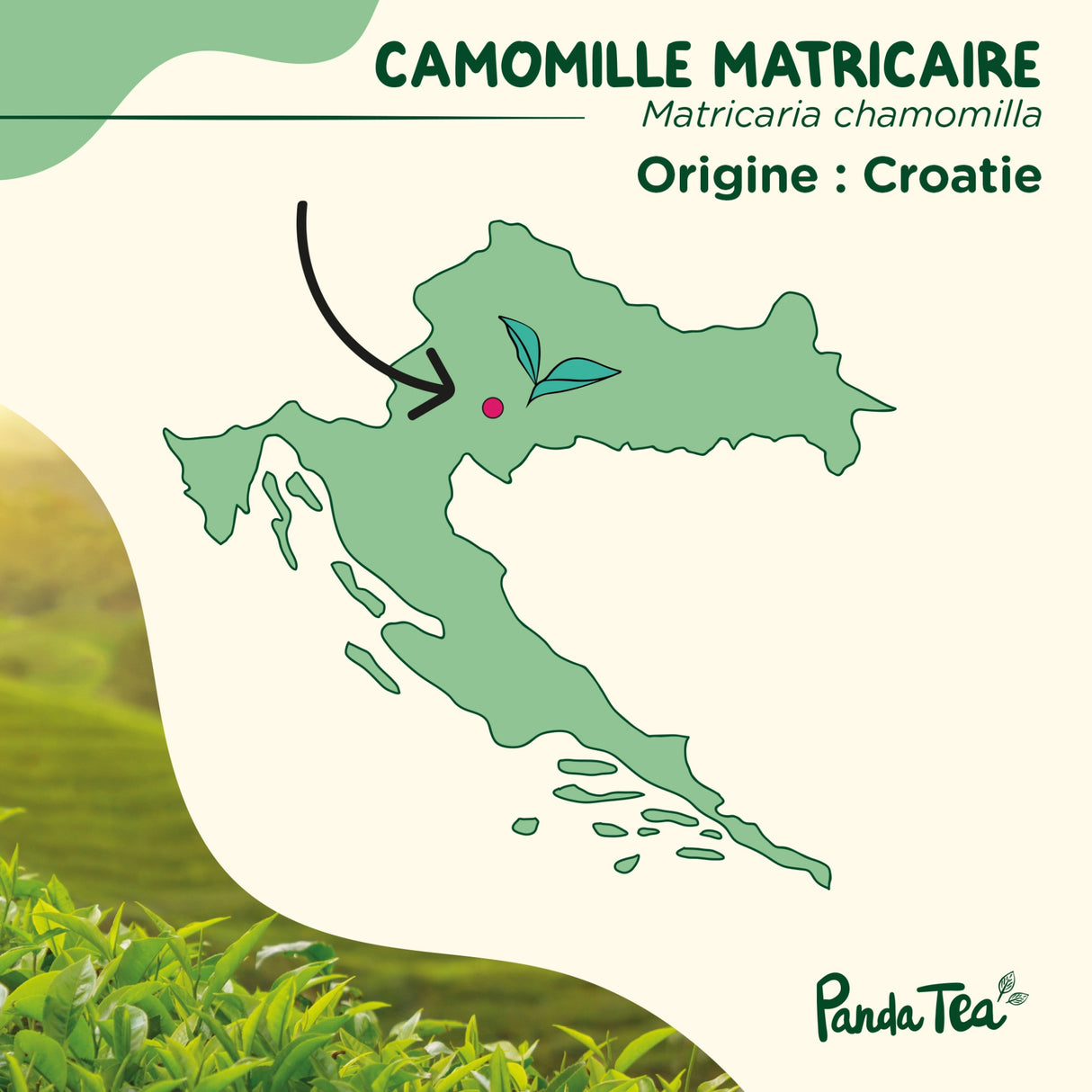 Camomille Matricaire Séchée Bio