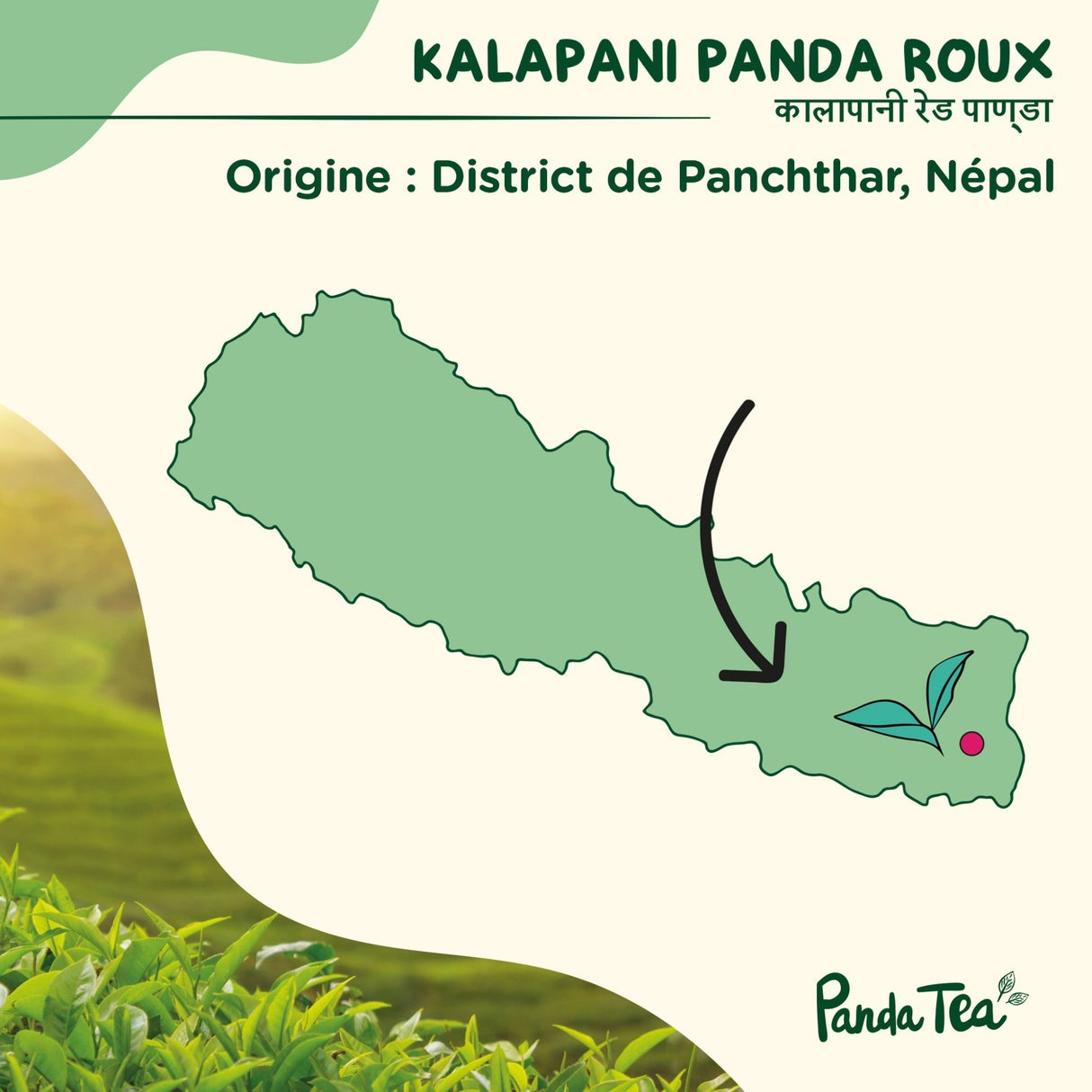 Kalapani Panda Roux Bio & Boîte Washi n°9