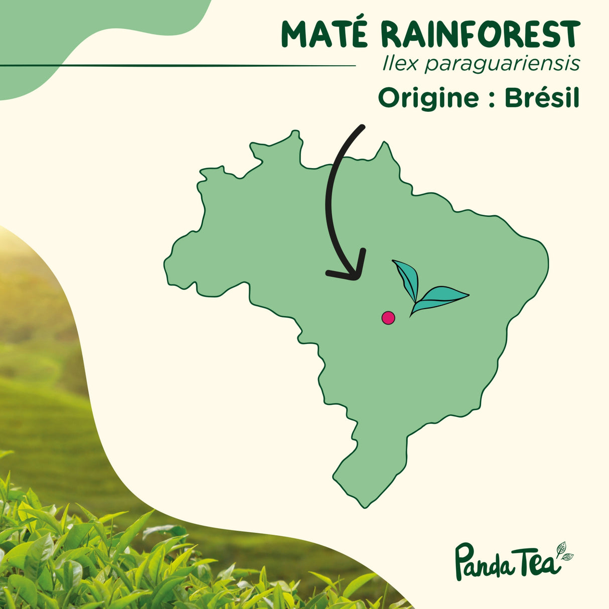 Maté Rainforest Bio
