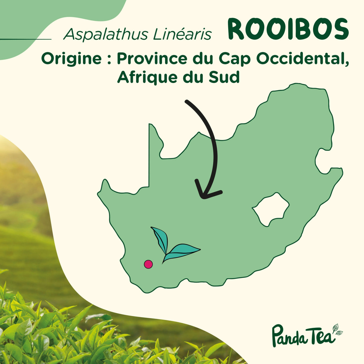 Rooibos Bio
