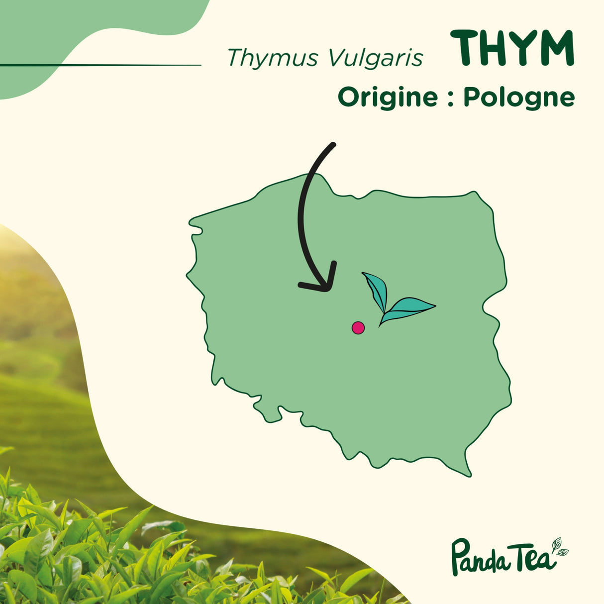 Thym Séché Bio
