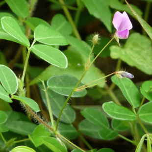Desmodium, l'allié du foie