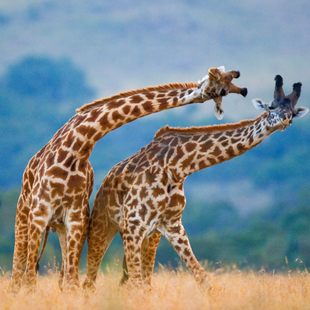 Apaiser ses torticolis naturellement