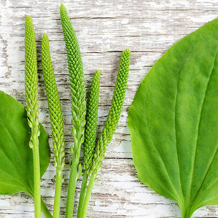 Utilisations et vertus du psyllium