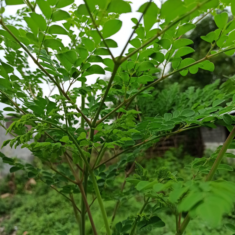 Les vertus du moringa, l'arbre de vie