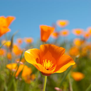 Le pavot de Californie, la plante du sommeil