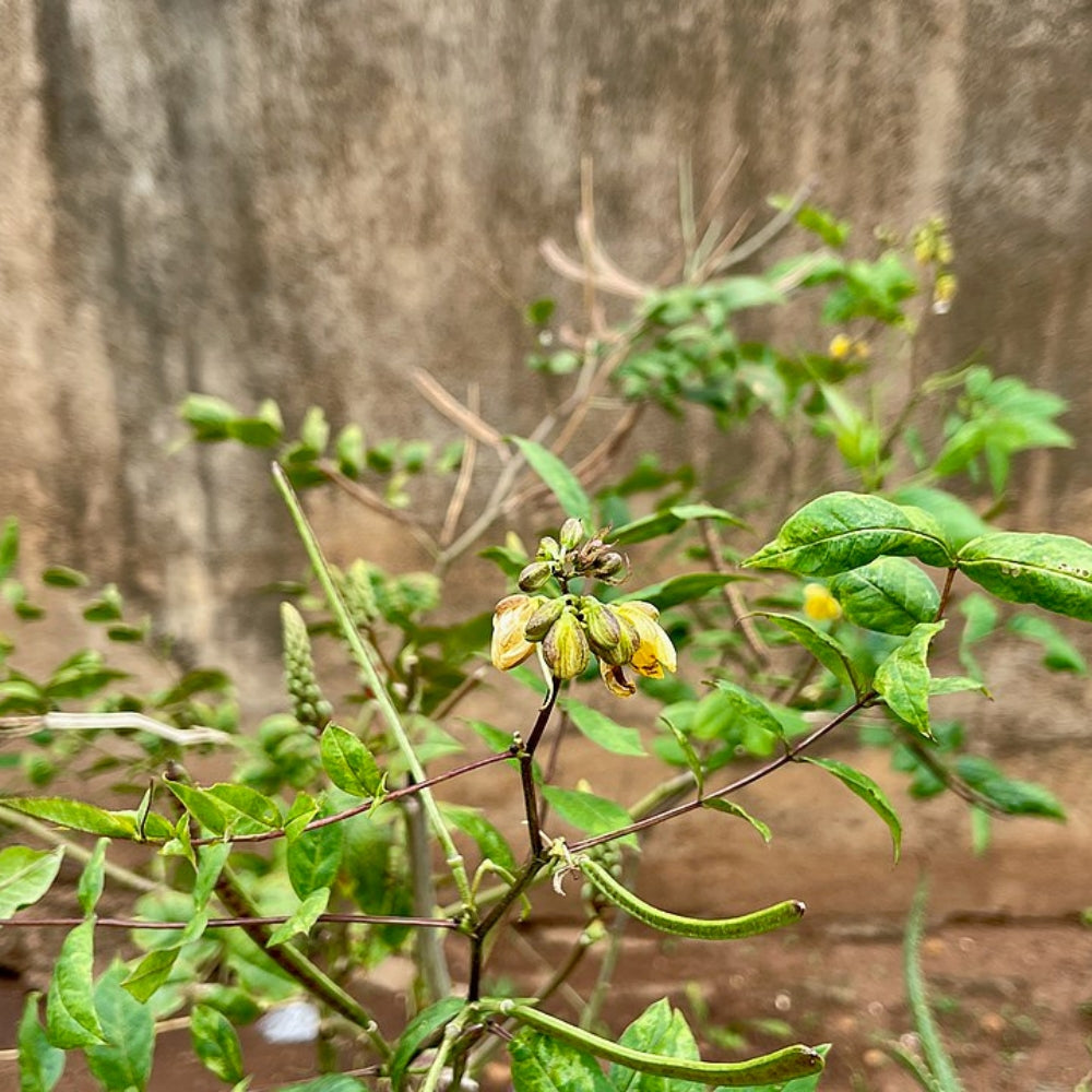 Le kinkéliba, plante africaine aux multiples vertus