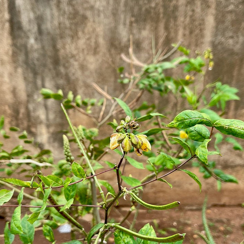 Le kinkéliba, plante africaine aux multiples vertus