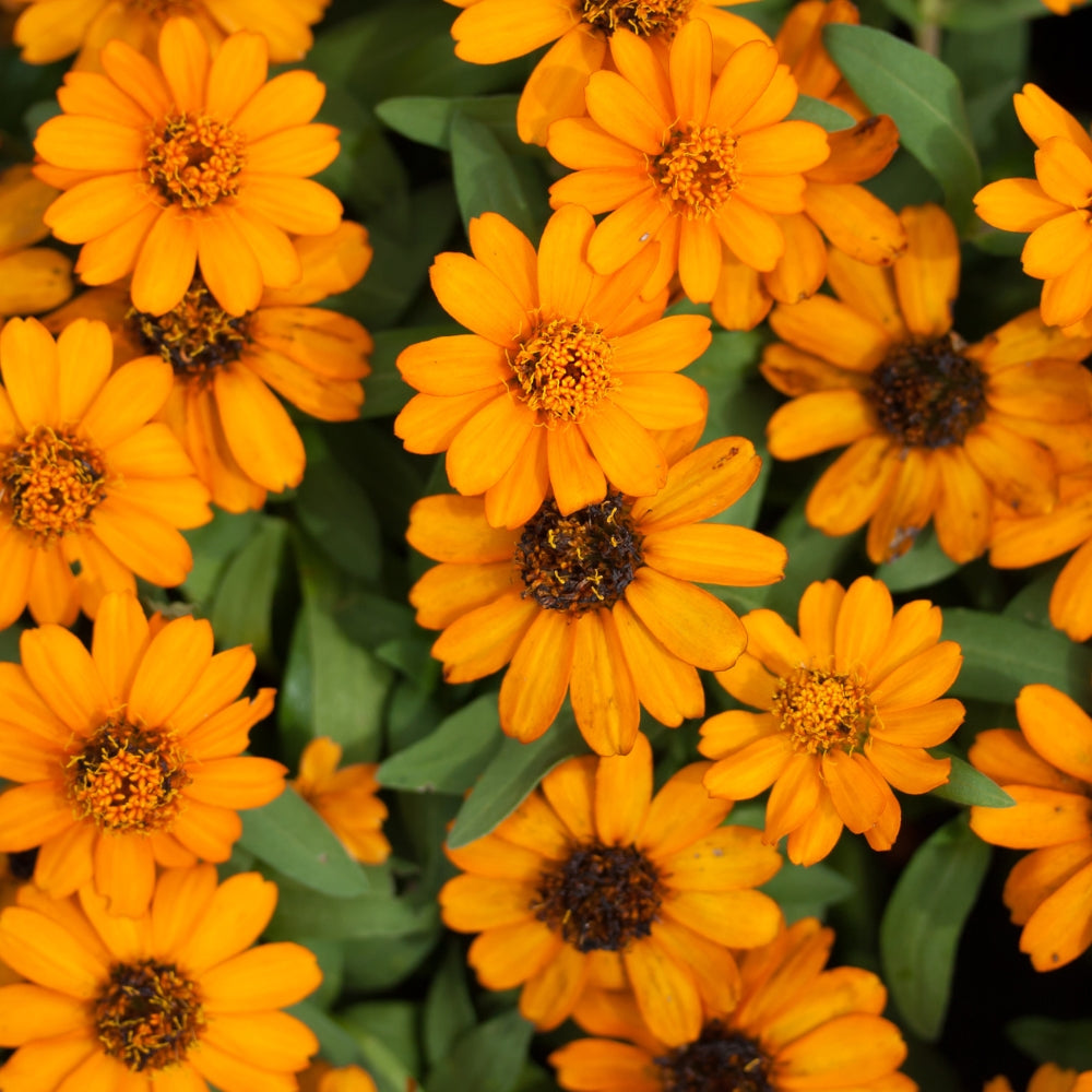 Les vertus apaisantes du calendula