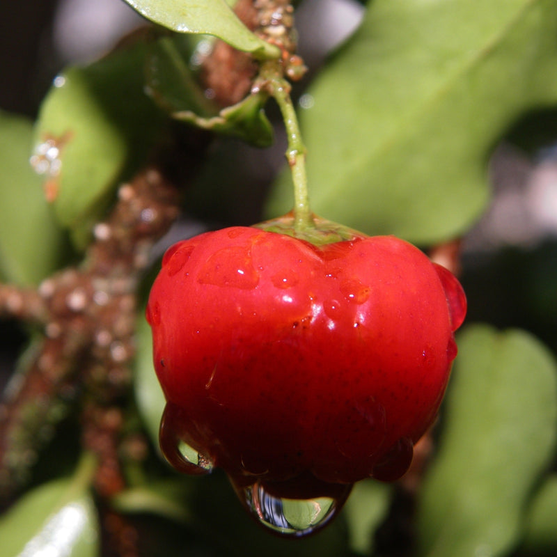 L’acérola, un véritable concentré de vitamine C