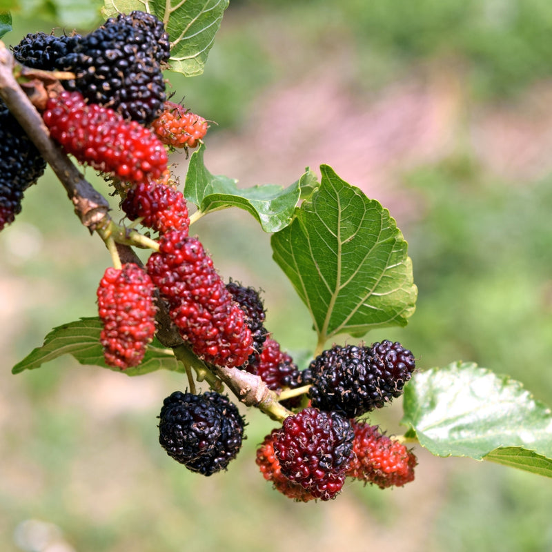 Les utilisations du mûrier en phytothérapie