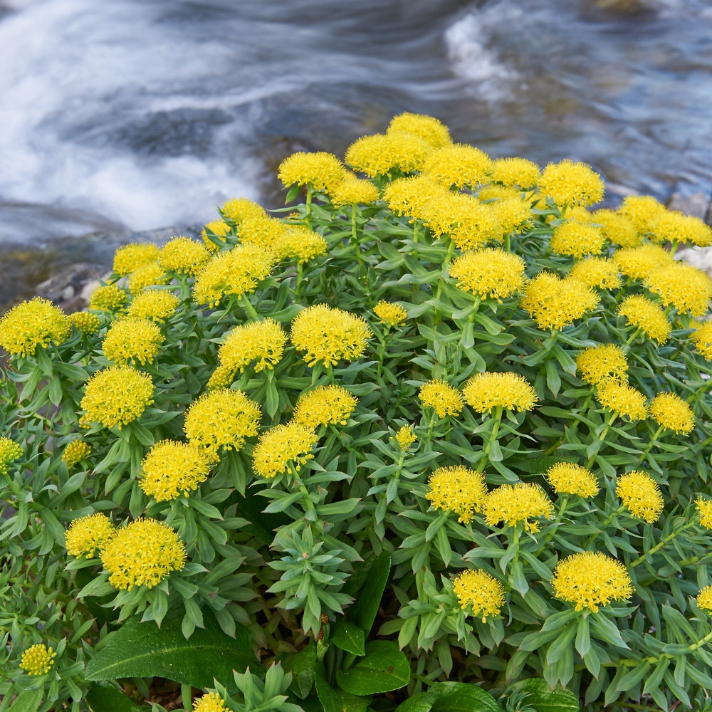 Les vertus de la rhodiola pour la santé