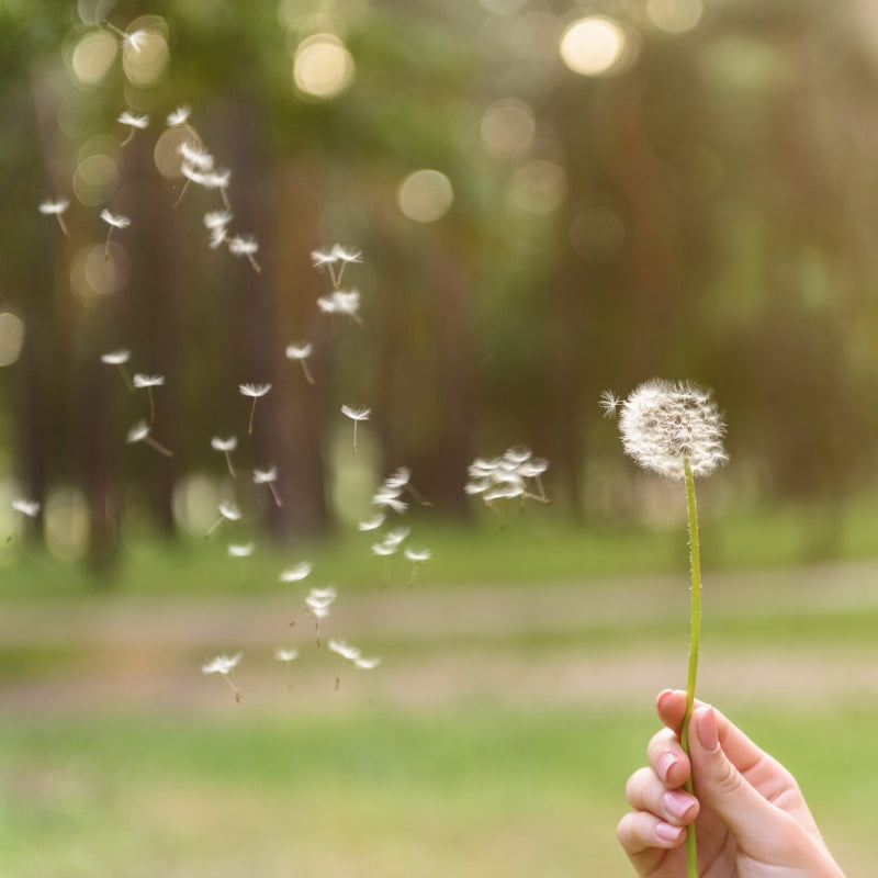 Prévention des allergies au pollen : ce qu’il faut savoir avant le printemps
