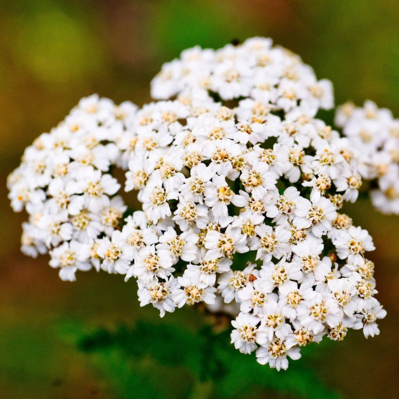 Achillée millefeuille : les bienfaits d’une plante oubliée