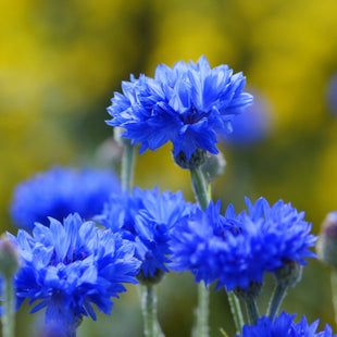 Quelles sont les vertus santé du bleuet ?