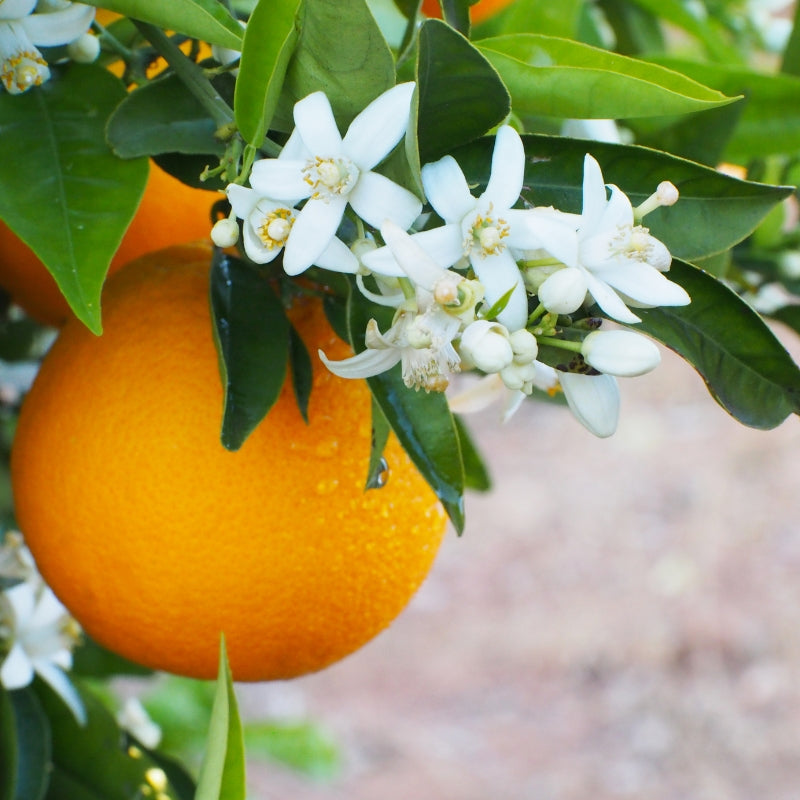 Quelles sont les vertus de la fleur d’oranger ?