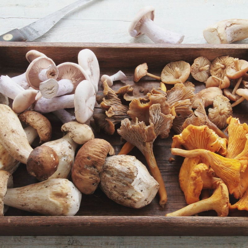 Légume du mois - Le champignon : bienfaits et recette