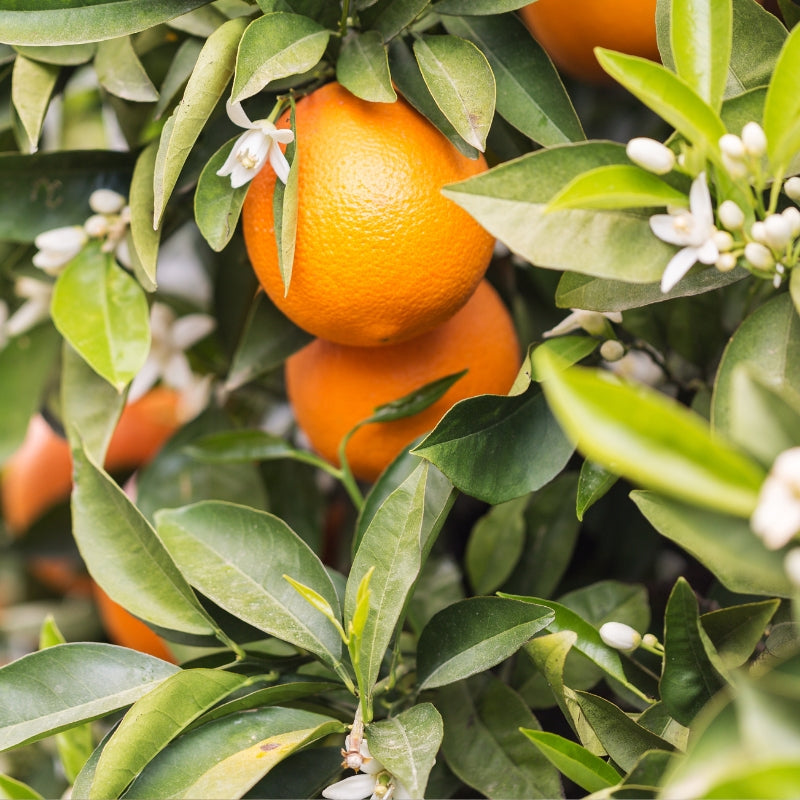 Légume de saison – l’orange : bienfaits et recette