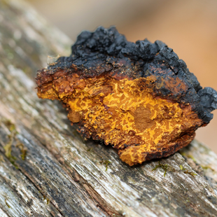 Le chaga, un champignon aux nombreux bienfaits