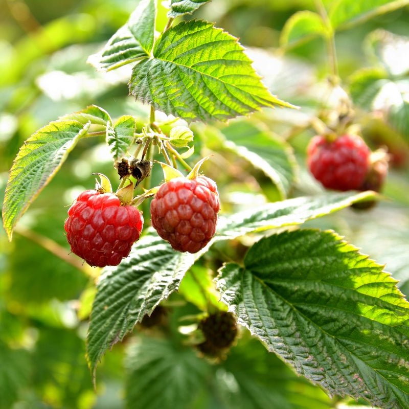 Quels sont les bienfaits de la tisane de feuilles de framboisier ?