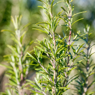 Recette et bienfaits de la tisane de romarin