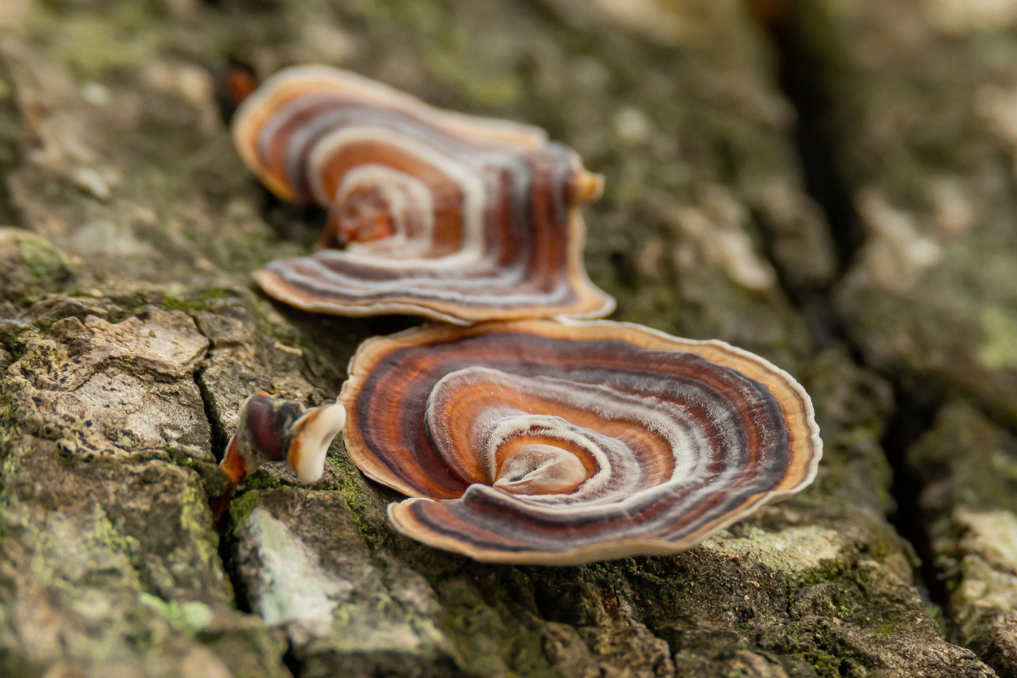 articles/bienfaits-turkey-tail_fa025ed6-3b5c-43ef-8865-92a5f168a89b.jpg
