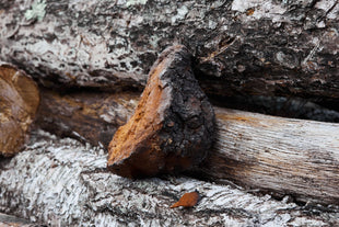 Les bienfaits du chaga, le diamant de la forêt