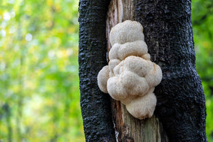 Lion’s mane : 8 bienfaits qui vont vous surprendre