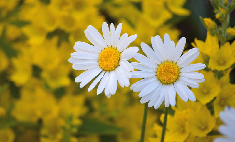 Quelles sont les différentes camomilles et comment se cultivent-elles ?