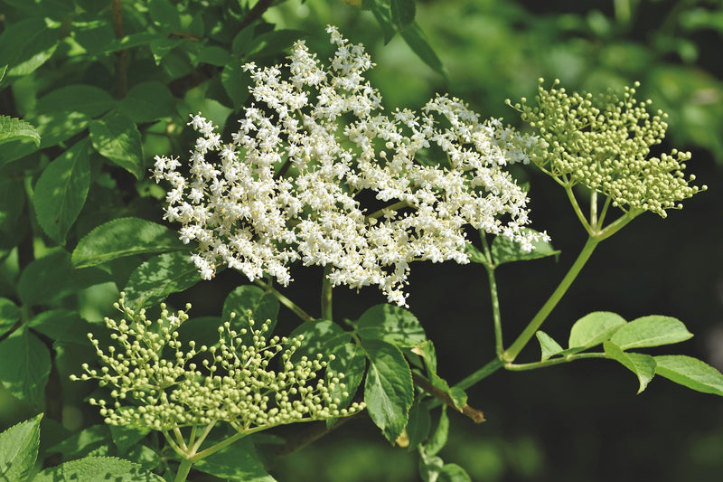 Quels sont les vertus et bienfaits de la fleur de sureau ?