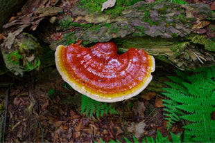 Reishi : ce champignon médicinal aux mille vertus