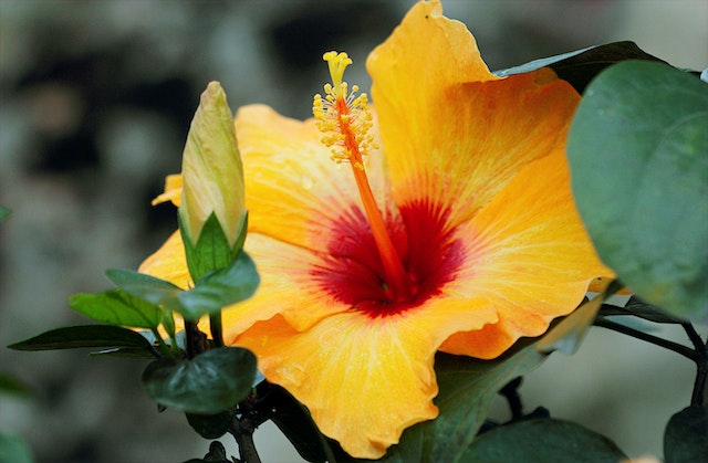 Les vertus santé de l'hibiscus