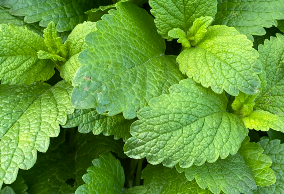articles/menthe-poivree-bienfaits-6.png