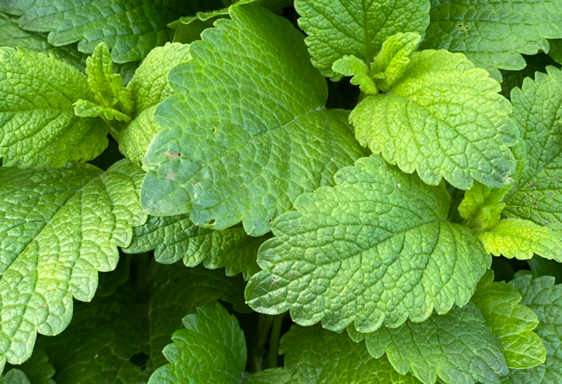 Menthe poivrée : bienfaits et vertus sur la santé