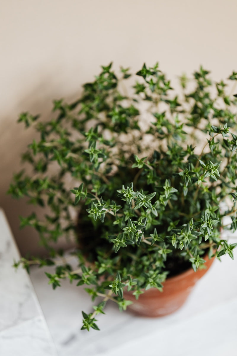 Comment préparer et boire une tisane au thym ?