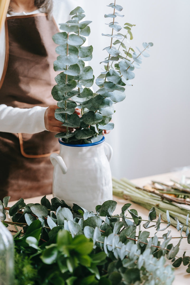 Comment cultiver l’eucalyptus ?