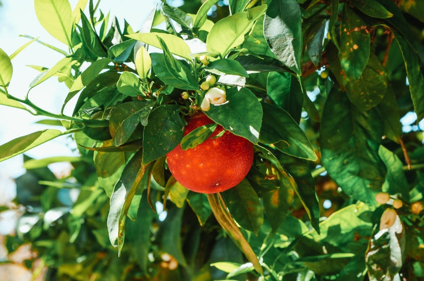 Comment choisir et utiliser l'eau de fleur d'oranger en cuisine ?