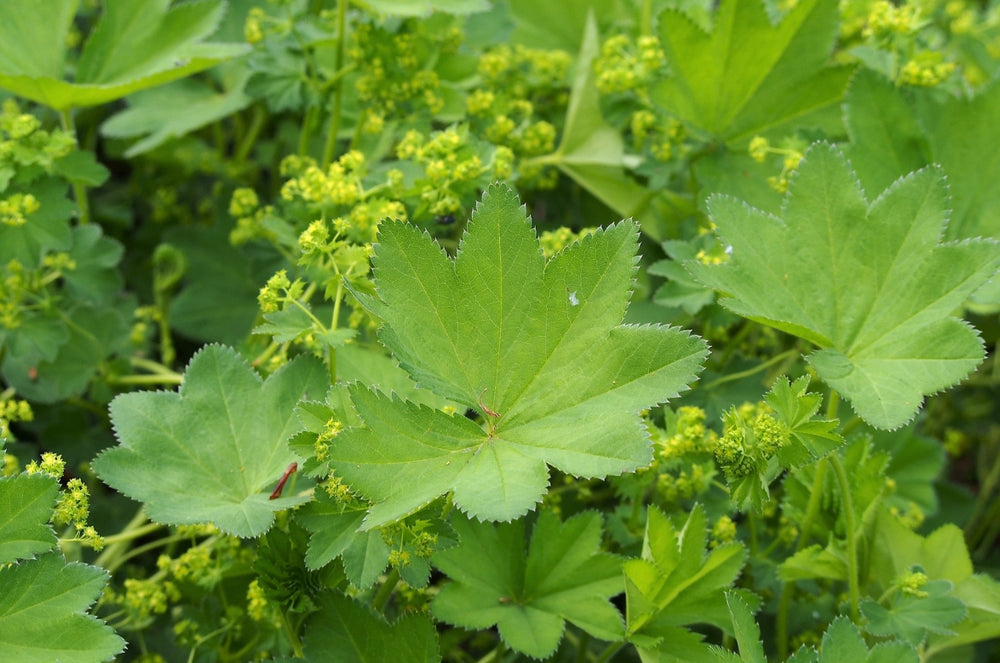 Maté : 10 bienfaits de cette plante sur la santé