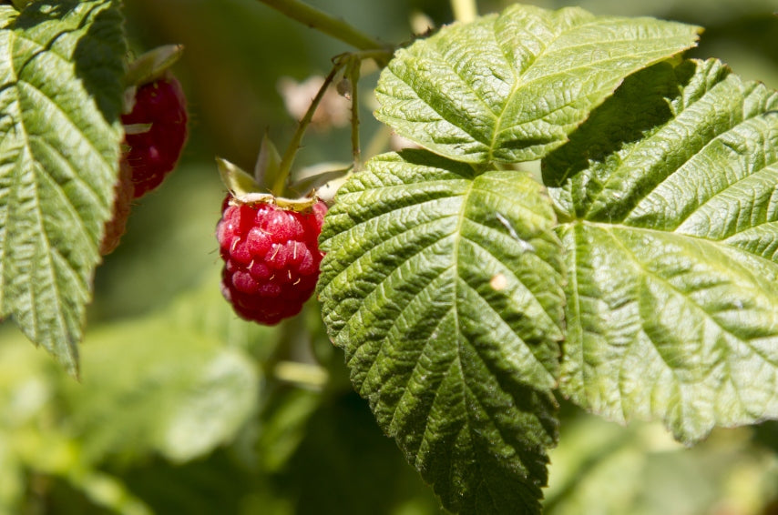 Quels sont les bienfaits de la tisane de feuilles de framboisier