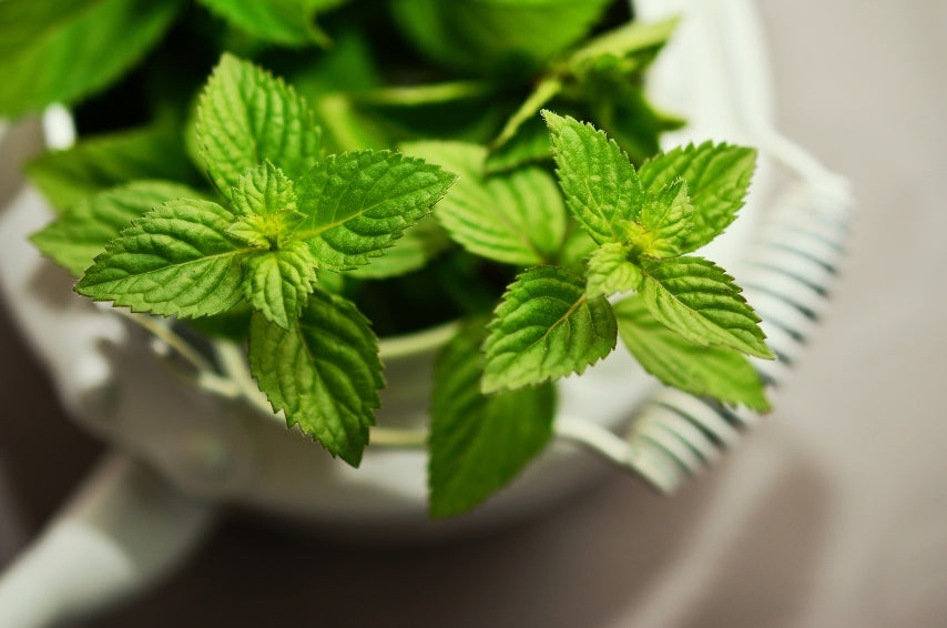 Comment utiliser la tisane de menthe poivrée comme un remède