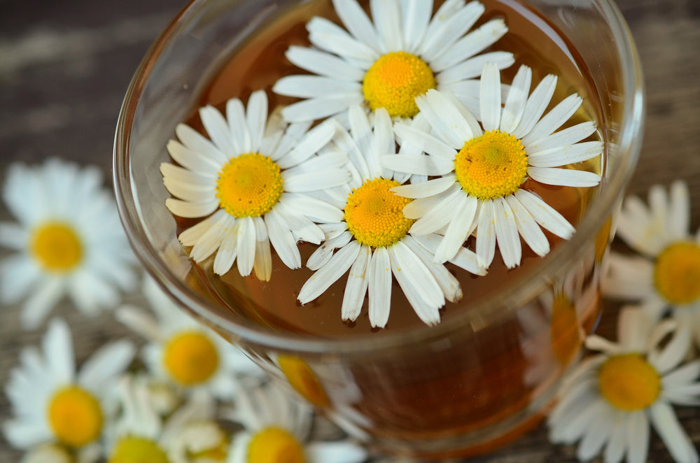 Camomille : bienfaits et vertus sur la santé - Panda Tea