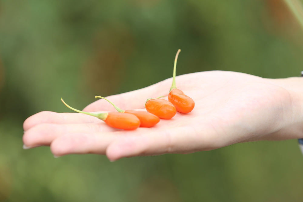 Quelles sont les vertus des baies de goji ?