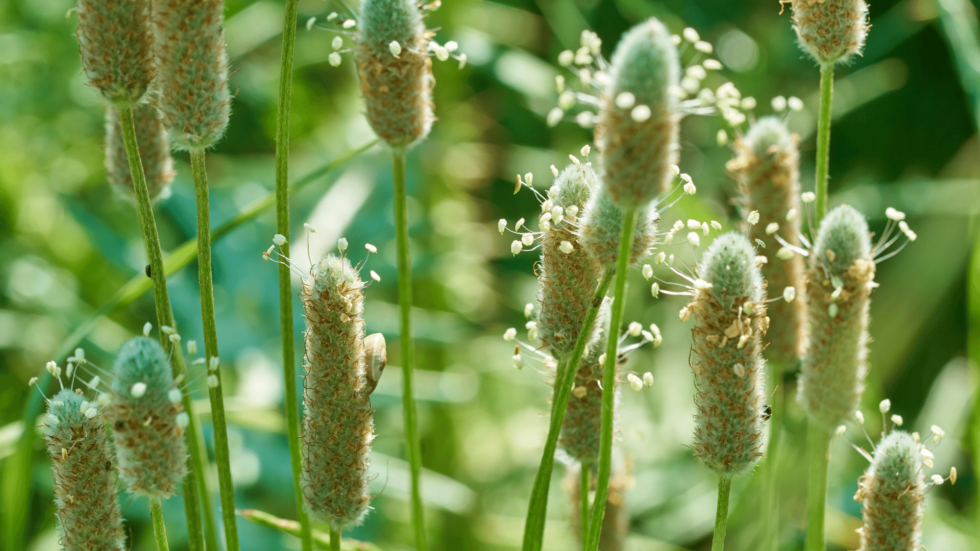 Fenouil et ses graines: bienfaits, méfaits, posologie, vertus et effets  secondaires