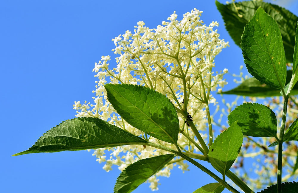 Quels sont les vertus et bienfaits de la fleur de sureau ? - Panda Tea