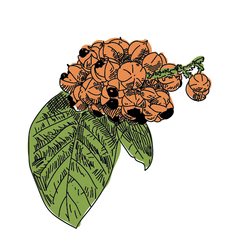 Le guarana, un stimulant naturel aux multiples vertus