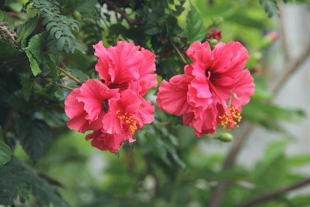 L'hibiscus rouge en tisane pour lutter contre les maladies  cardio-vasculaires