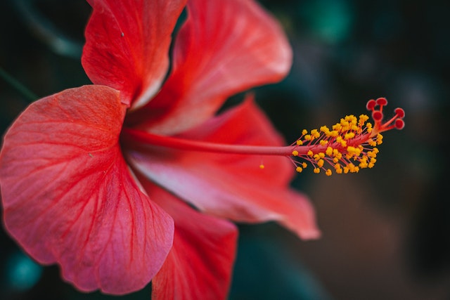 L'hibiscus rouge en tisane pour lutter contre les maladies  cardio-vasculaires
