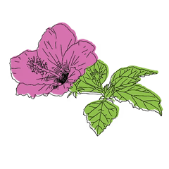 Les vertus santé de l'hibiscus