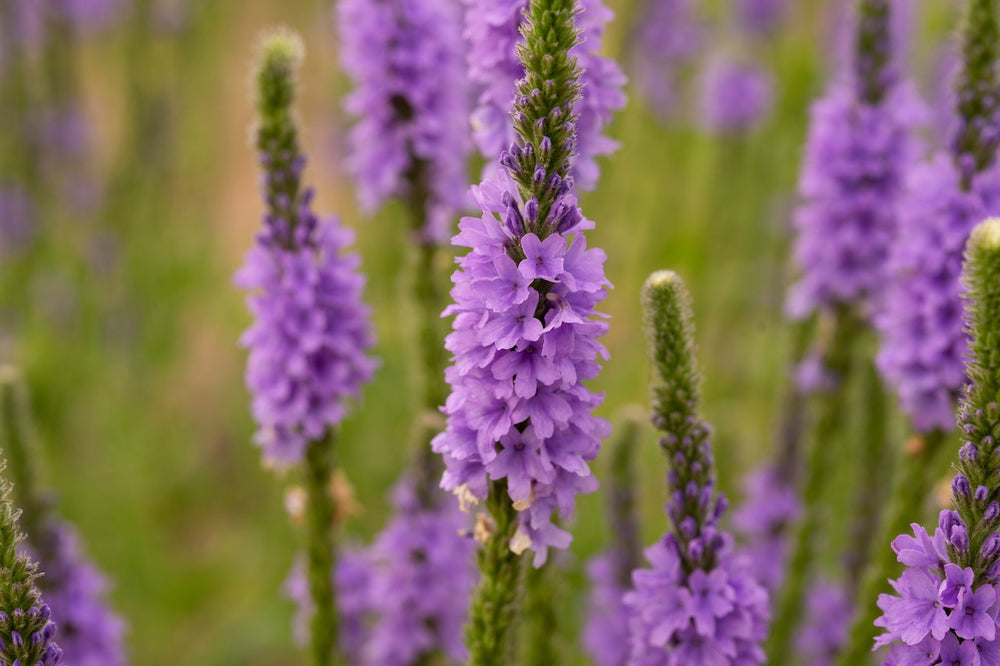 Tisane de verveine : quels bienfaits ? - Panda Tea